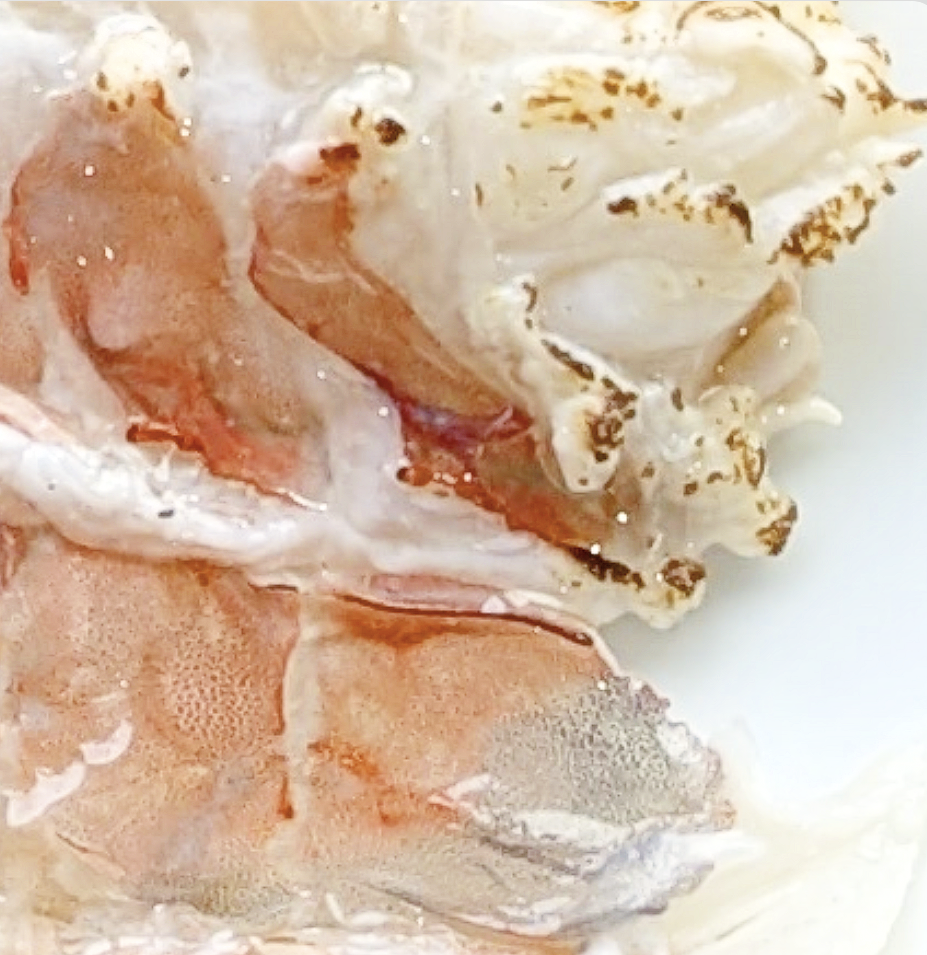 Langoustine
